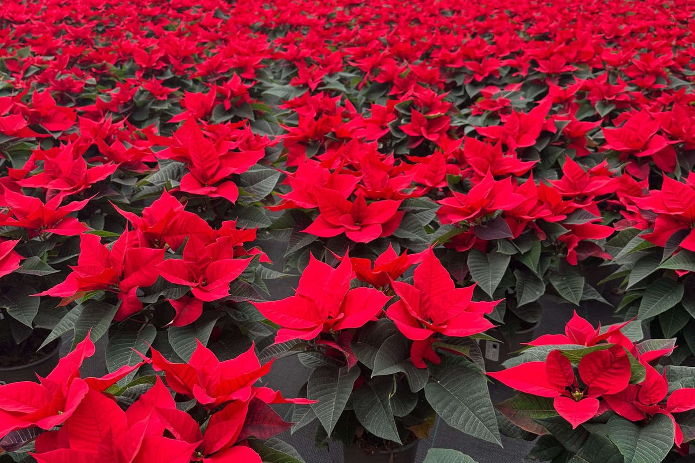 Rote Weihnachtssterne in Reihen