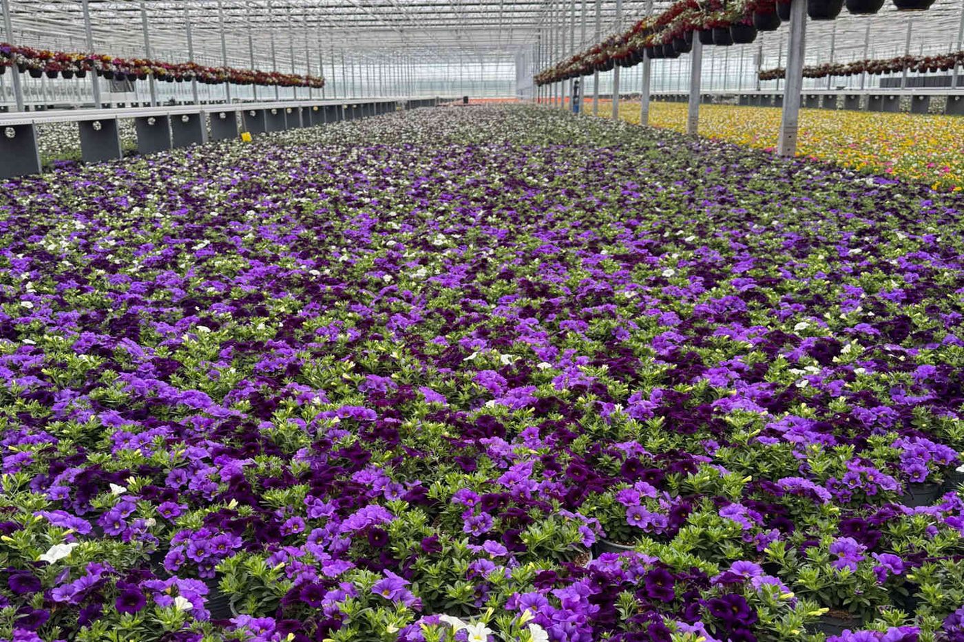 Calibrachoa in Lila und Violett