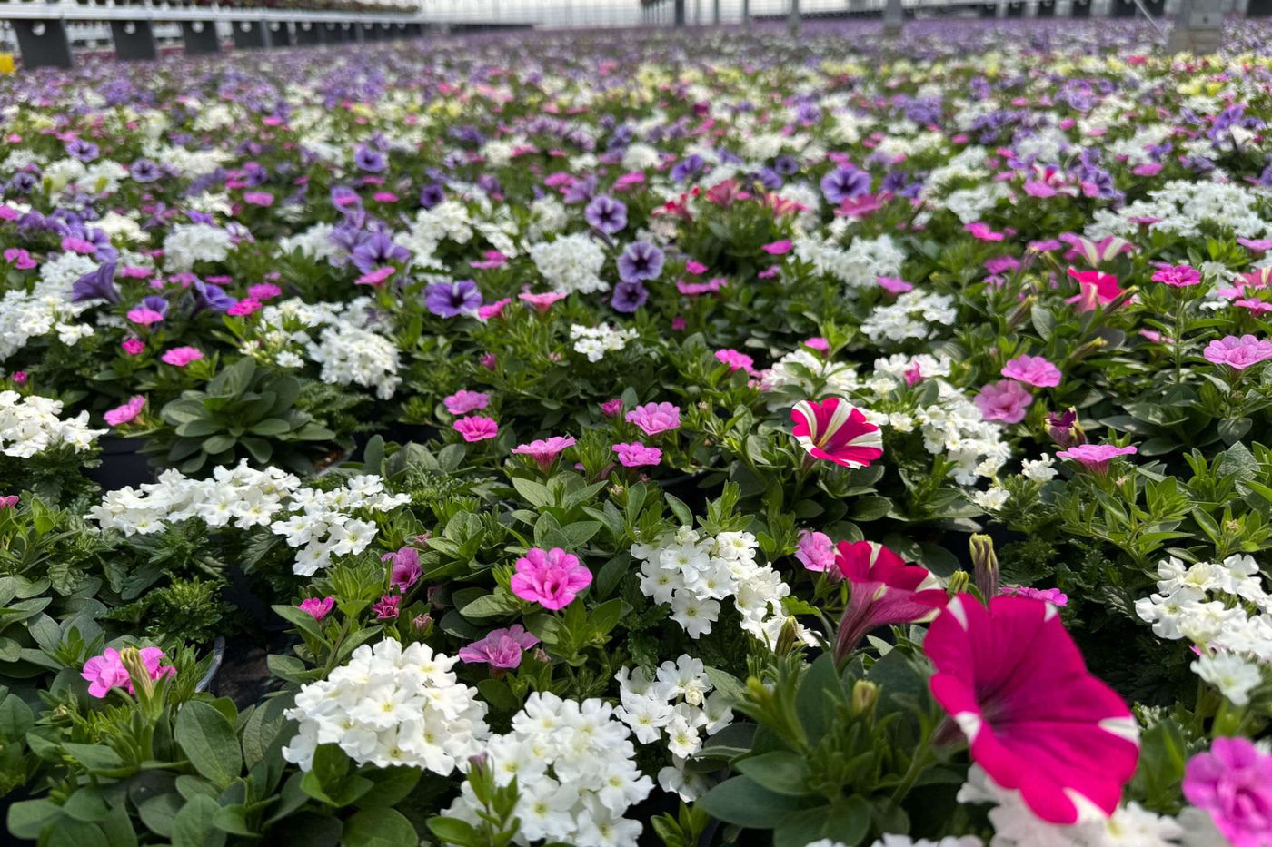 Beet- und Balkonpflanzen in voller Blüte