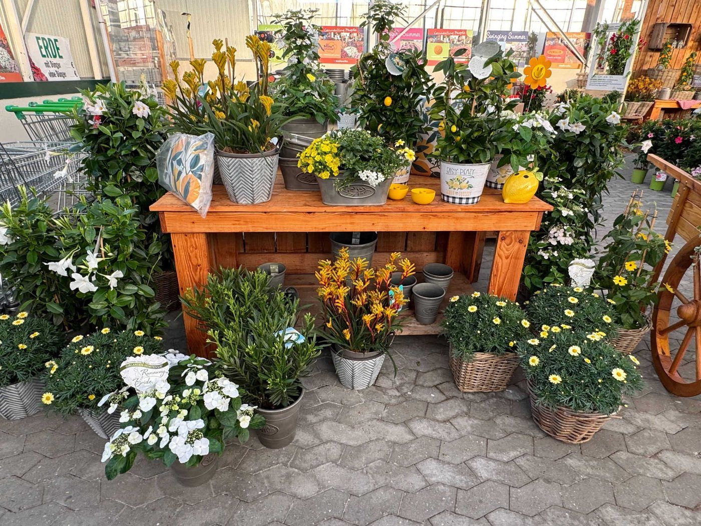 Gartencenter Welzel's Pflanzen in Kerken-Rahm