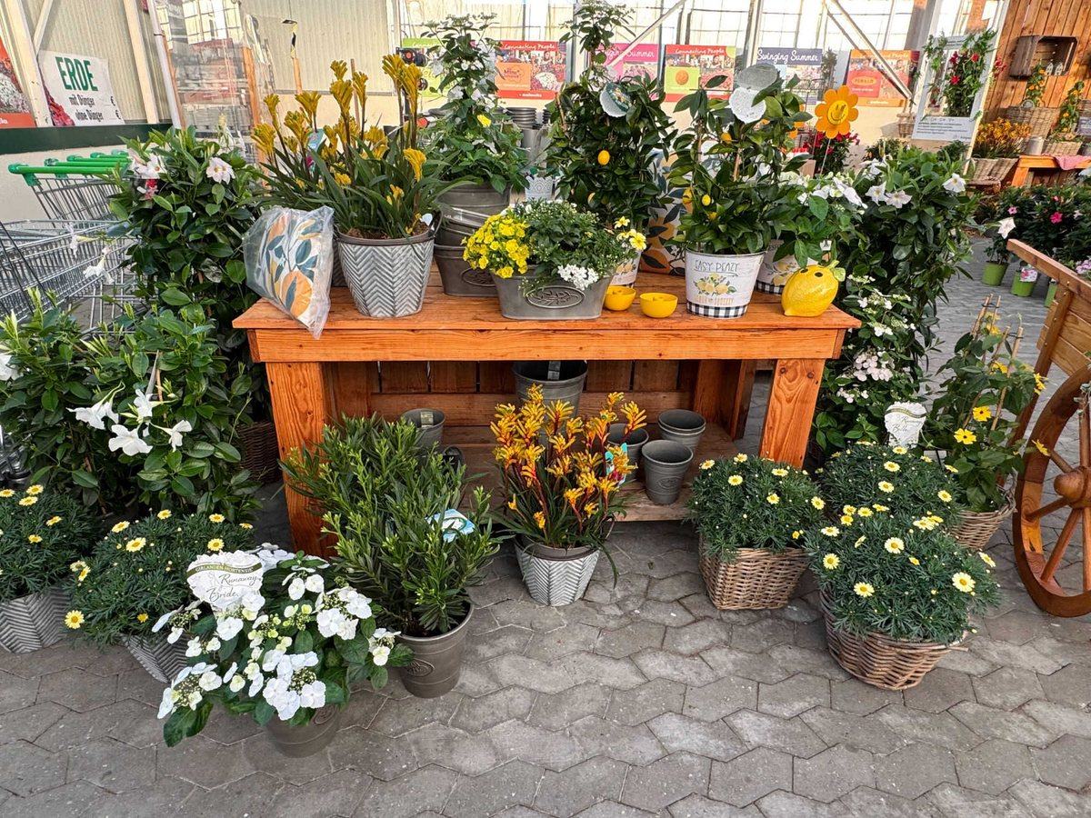 Dekorierter Verkaufstisch mit Kübelpflanzen im Gartencenter
