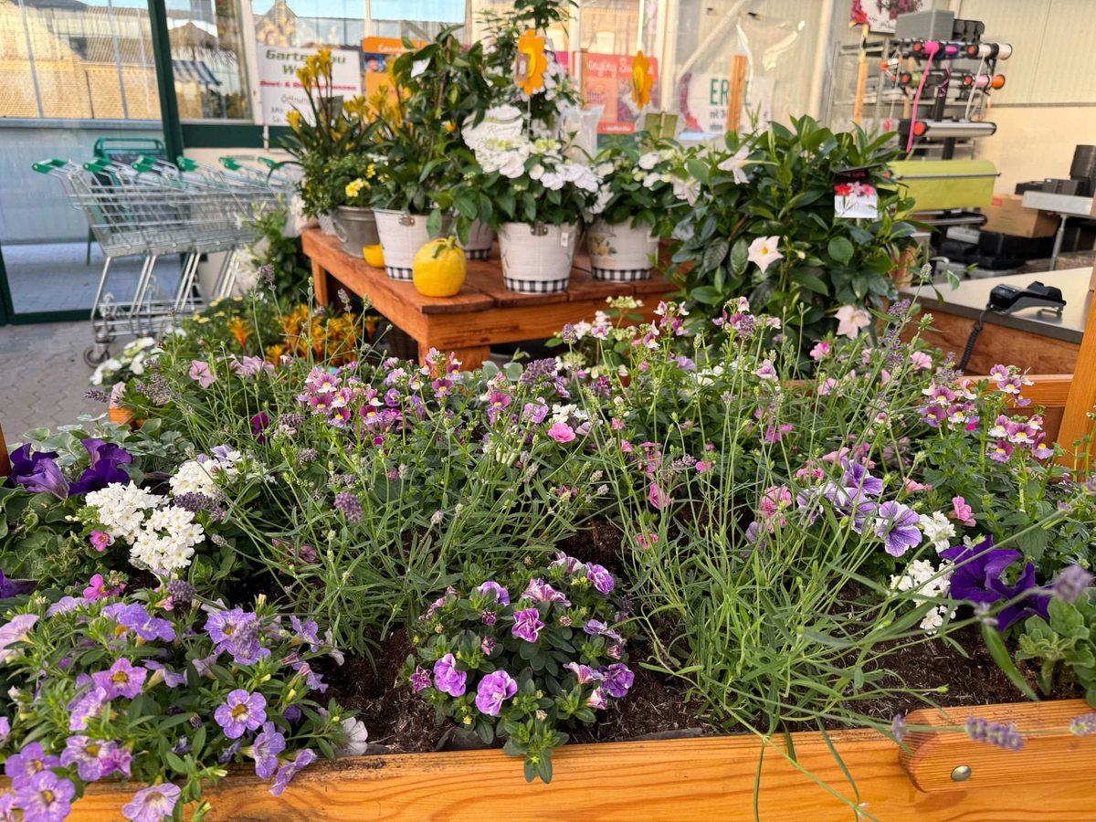 Bepflanzte Hochbeete mit Lavendel und Petunien