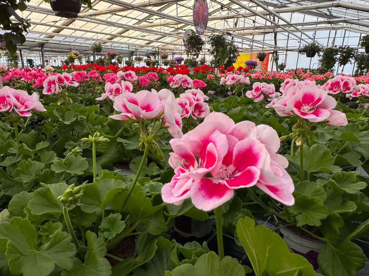 Geranien in Rosa und Rot im Verkauf