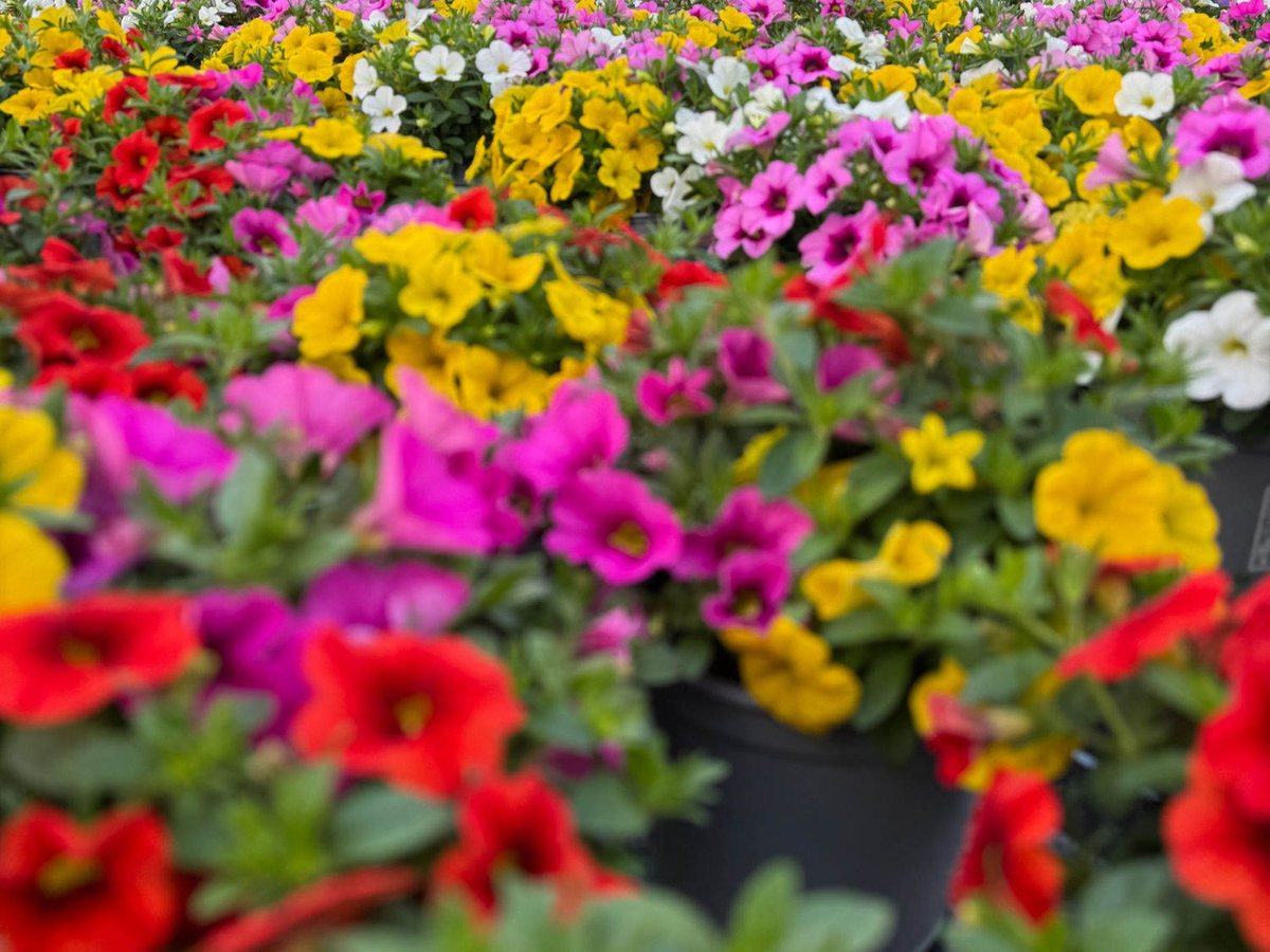 Farbenfrohe Calibrachoa und Petunien