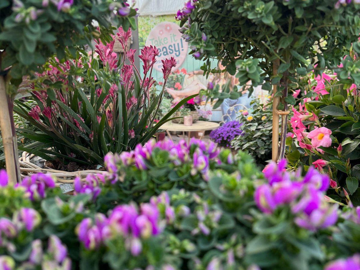 Polygala und Kängurupfote in der Sommerabteilung