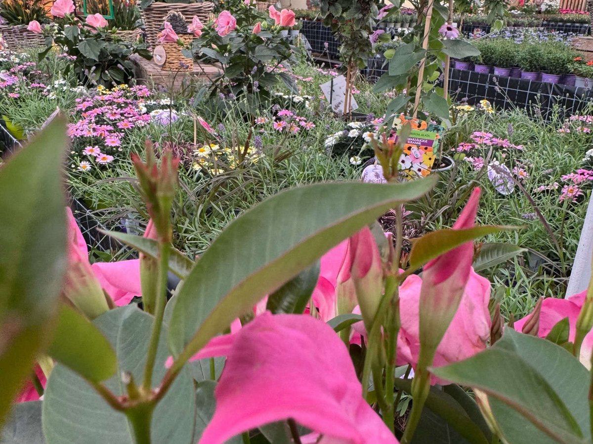 Dipladenia und Sommerblüher auf der Verkaufsfläche