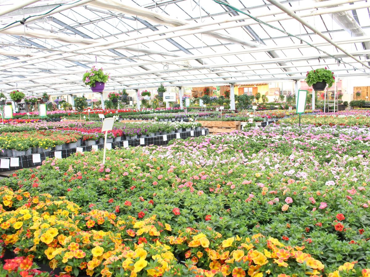 Blick durch das Gewächshaus des Gartencenters