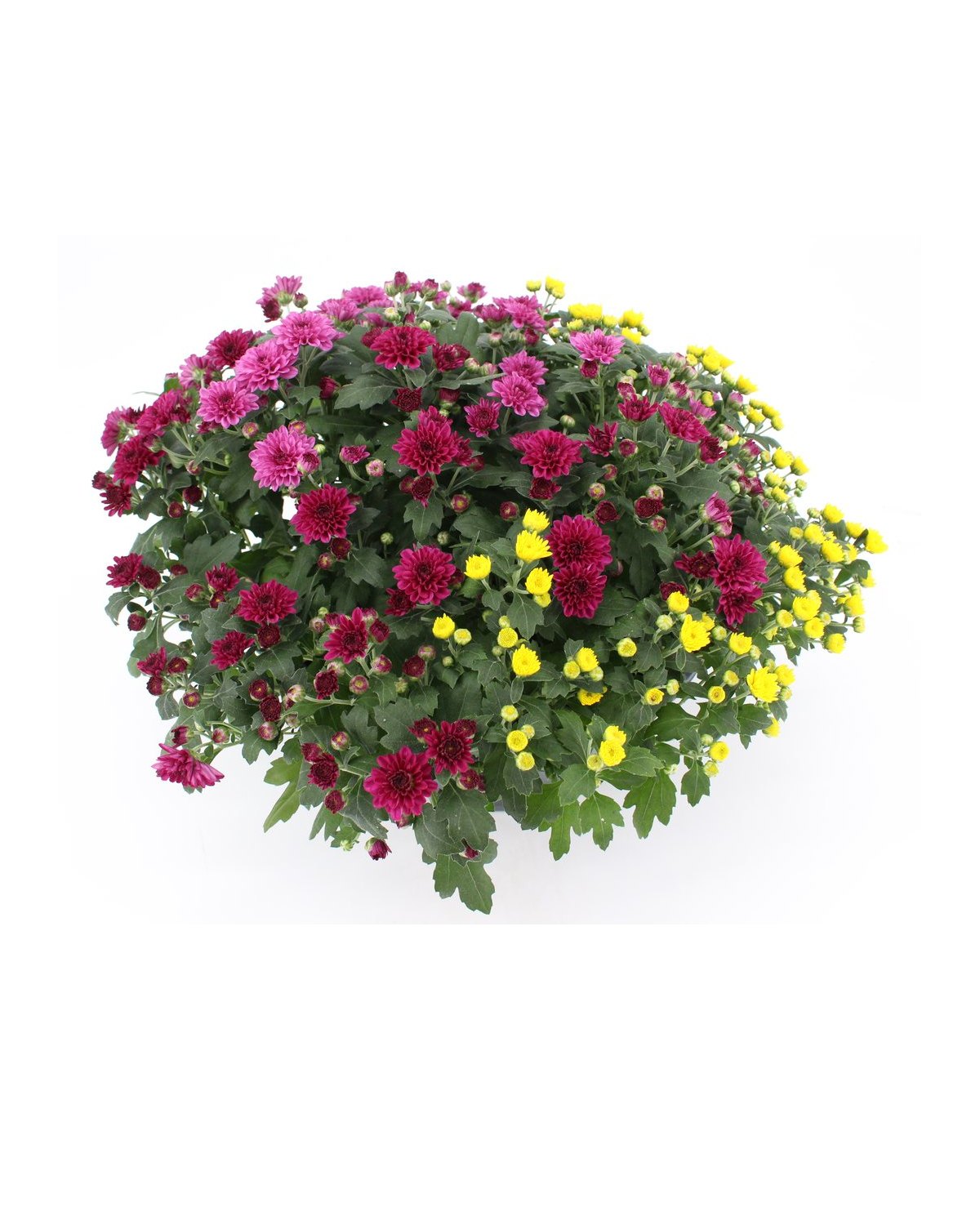 Üppige Chrysanthemenschale in Lila und Gelb aus unserer Produktion