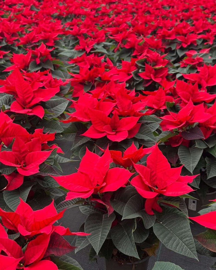Rote Weihnachtssterne im Gewächshaus von Gartenbau Welzel