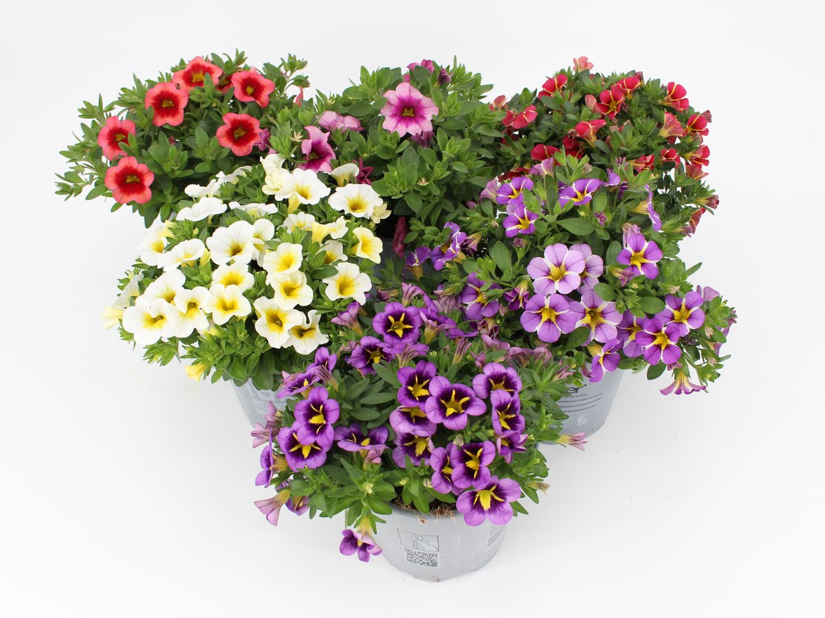 Calibrachoa Sonderfarben im T13