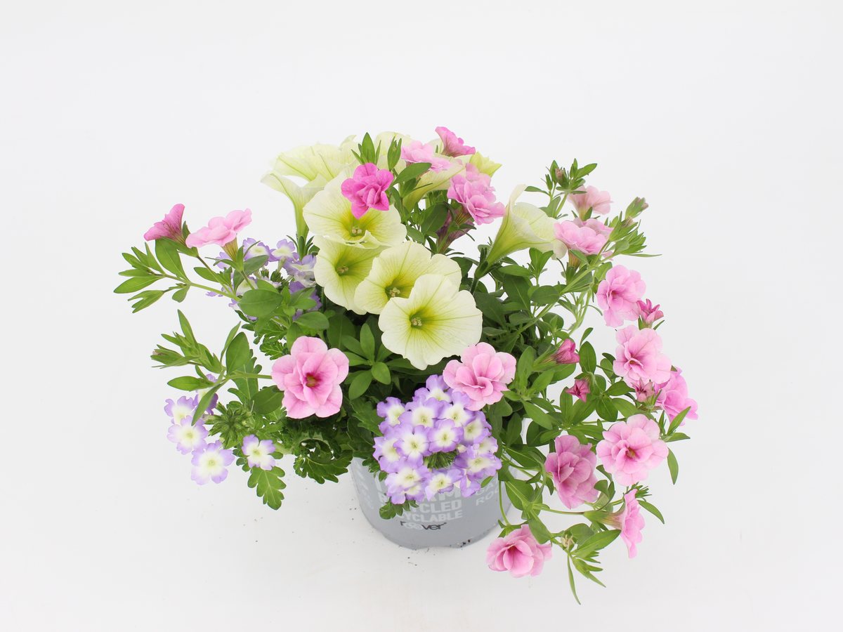 Gattungsmix Confetti Garden, Sorte Bunny Boo