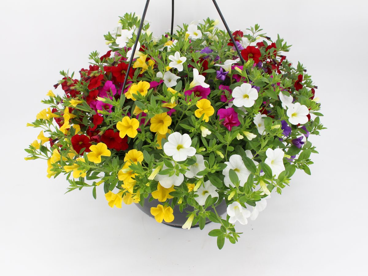 Calibrachoa fünffarbig als Ampel im T30