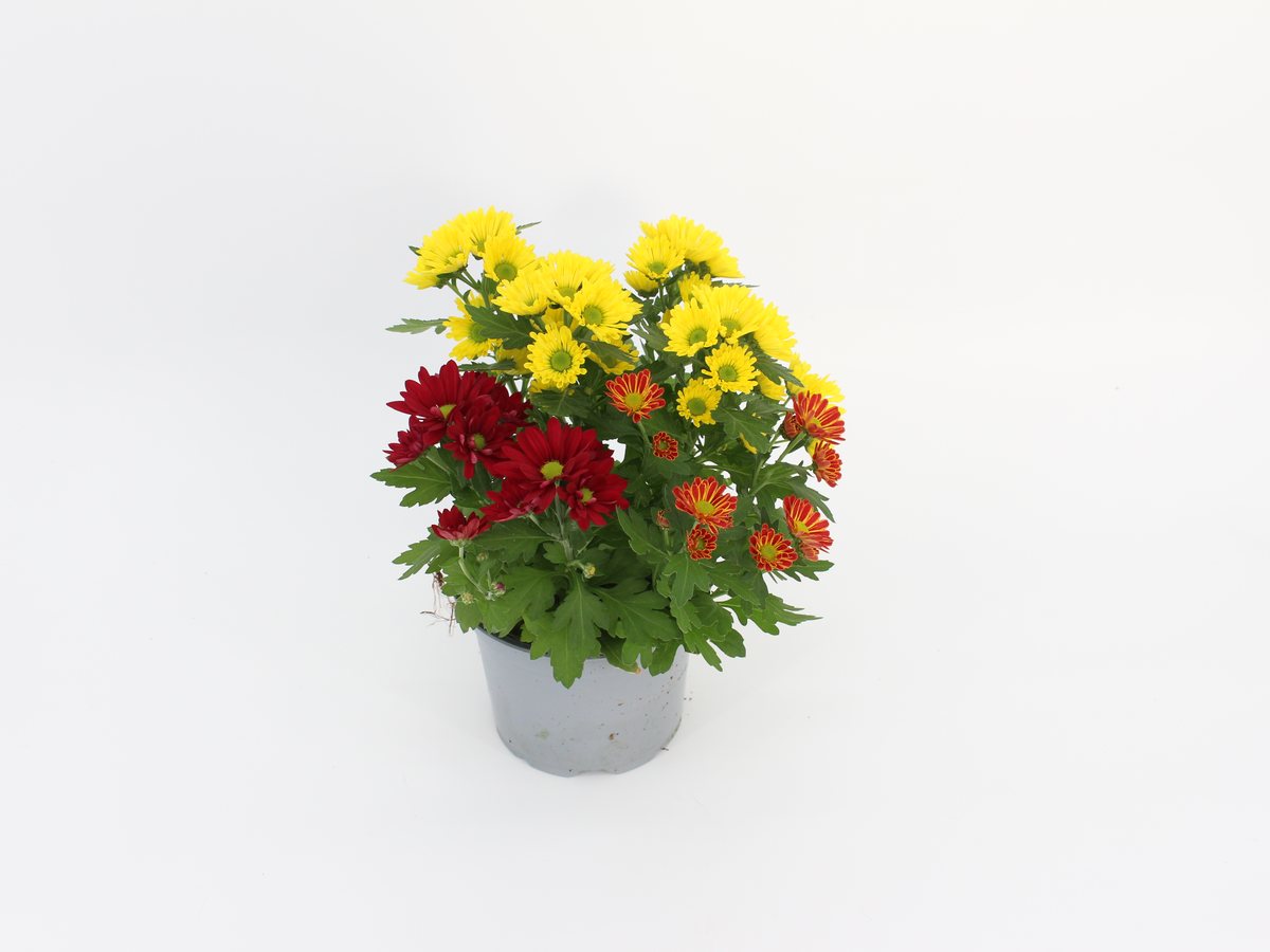 Chrysantheme Swifty dreifarbig im T12