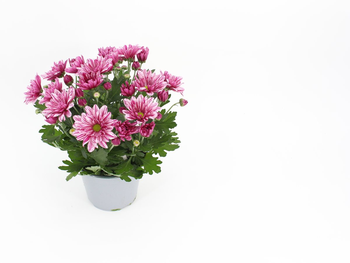 Chrysantheme Melody im T14