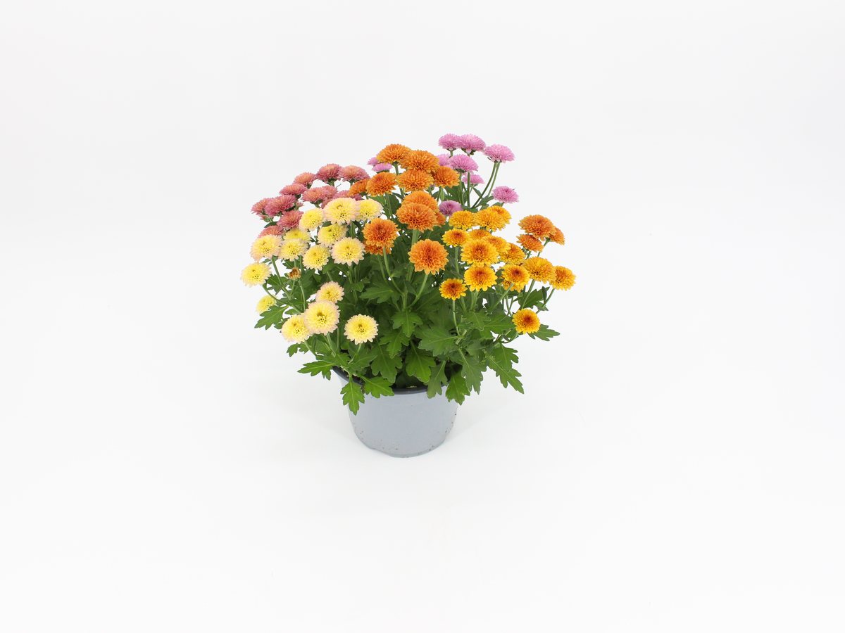 Chrysantheme Jellyfish vierfarbig im T14