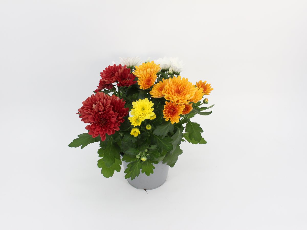 Chrysantheme Rock n Roll im T14