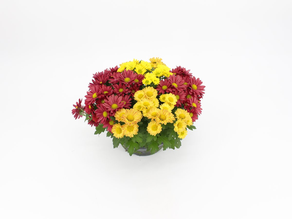 Chrysantheme Swifty dreifarbig im T17