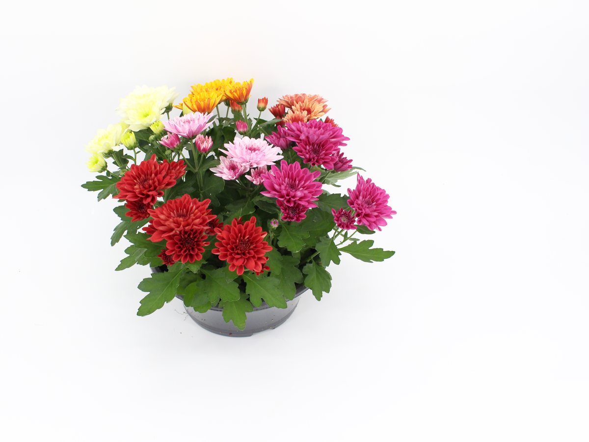 Chrysanthemenschale Rock n Roll im T23