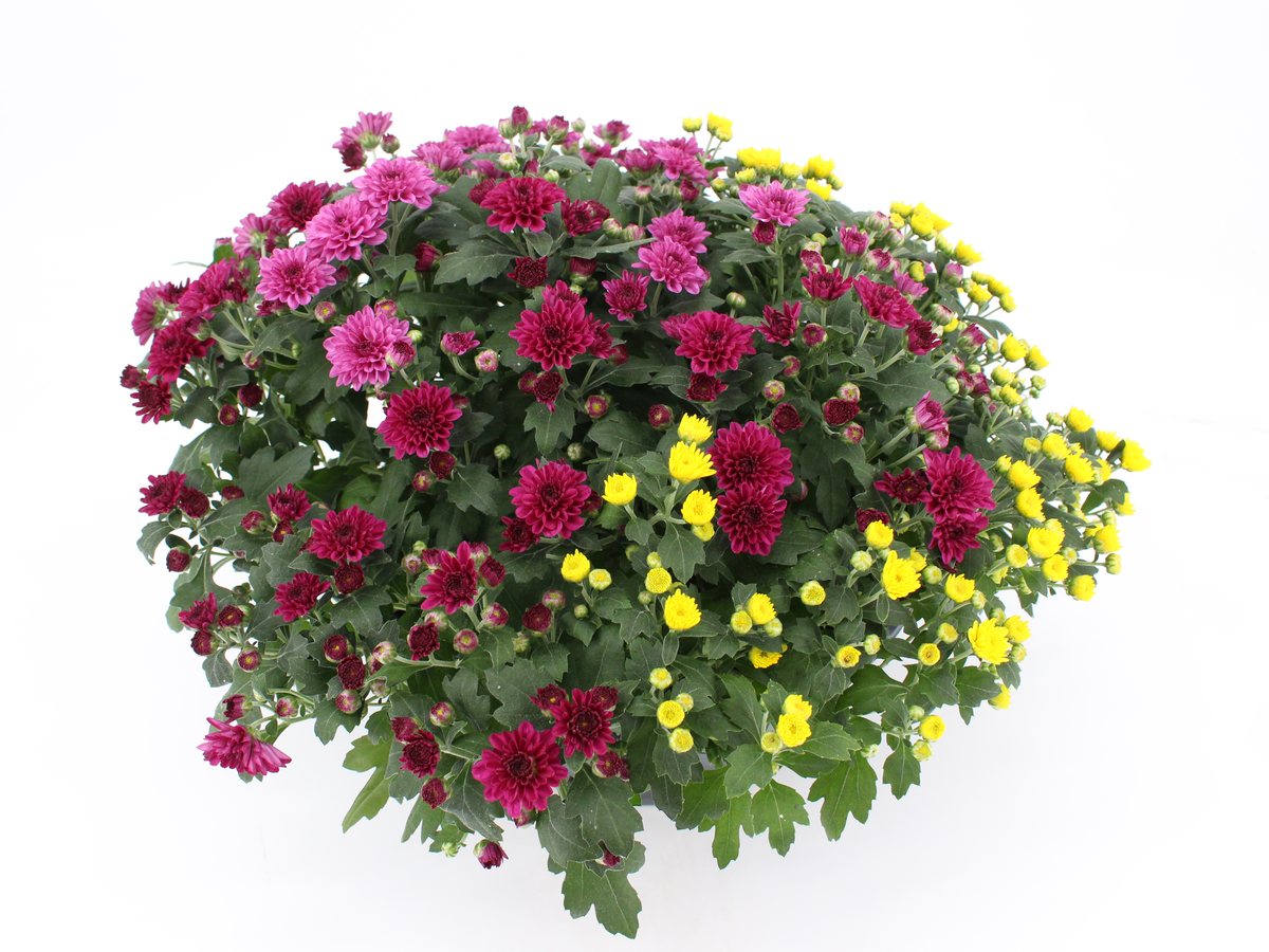 Chrysantheme Skyfall dreifarbig im T23