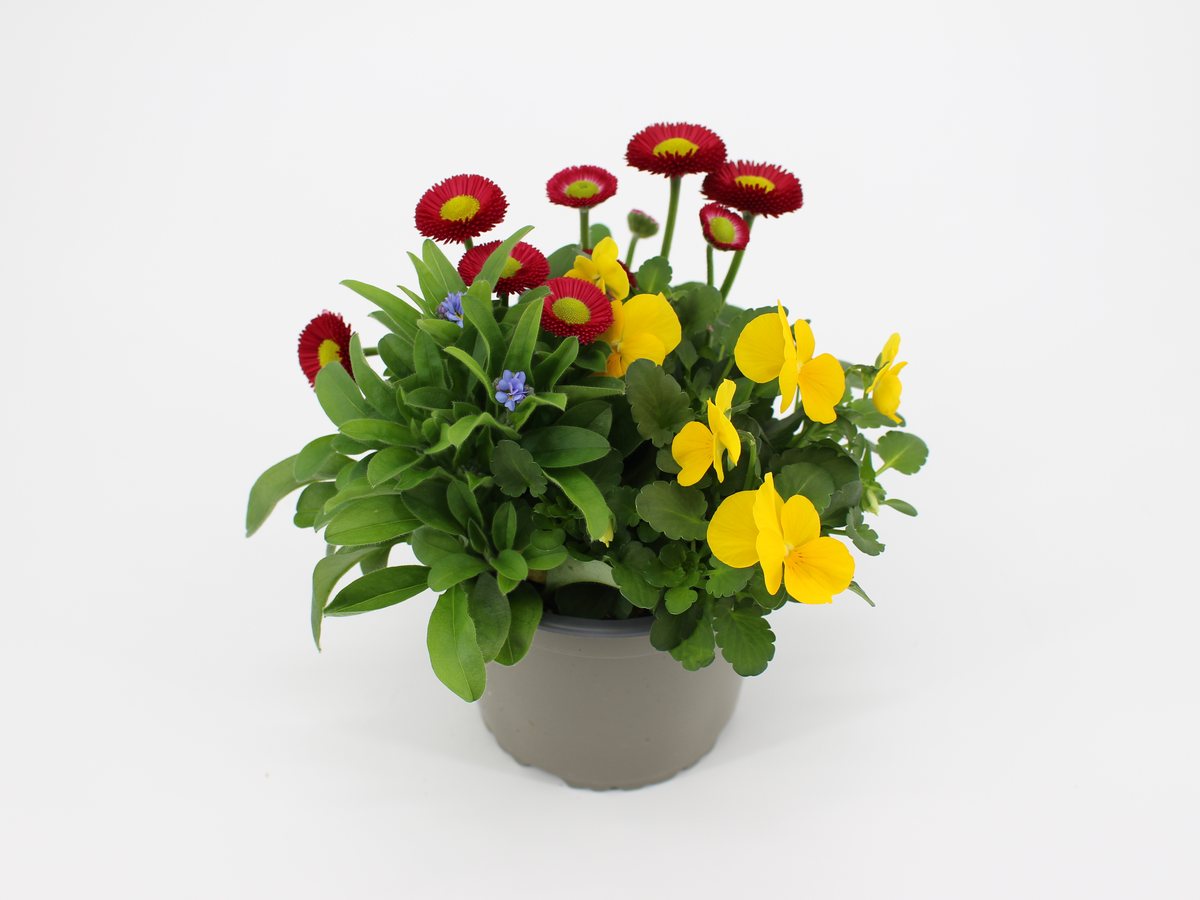 Bellis und Viola im Topf T12