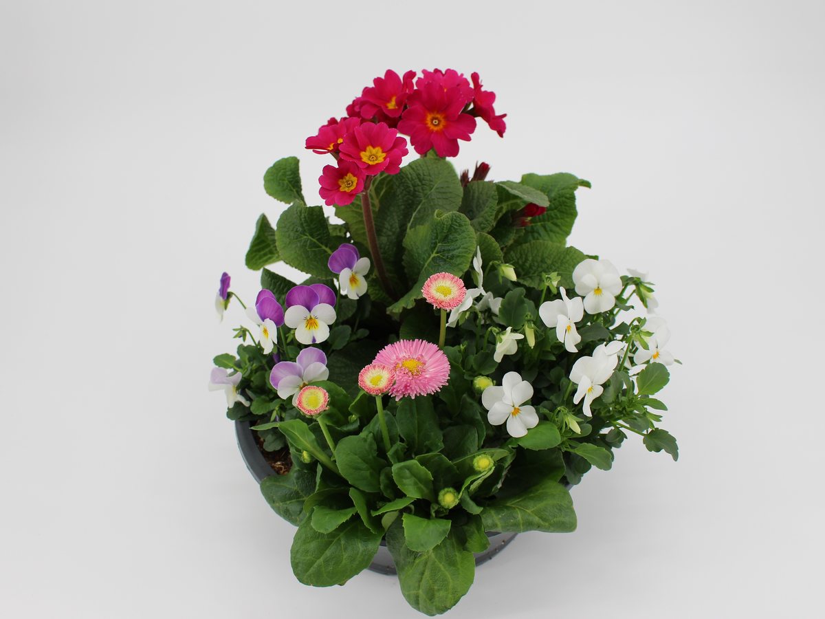 Frühlingsschale mit Primel, Bellis und Viola