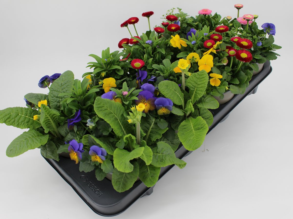 Tray mit Primeln, Bellis und Viola