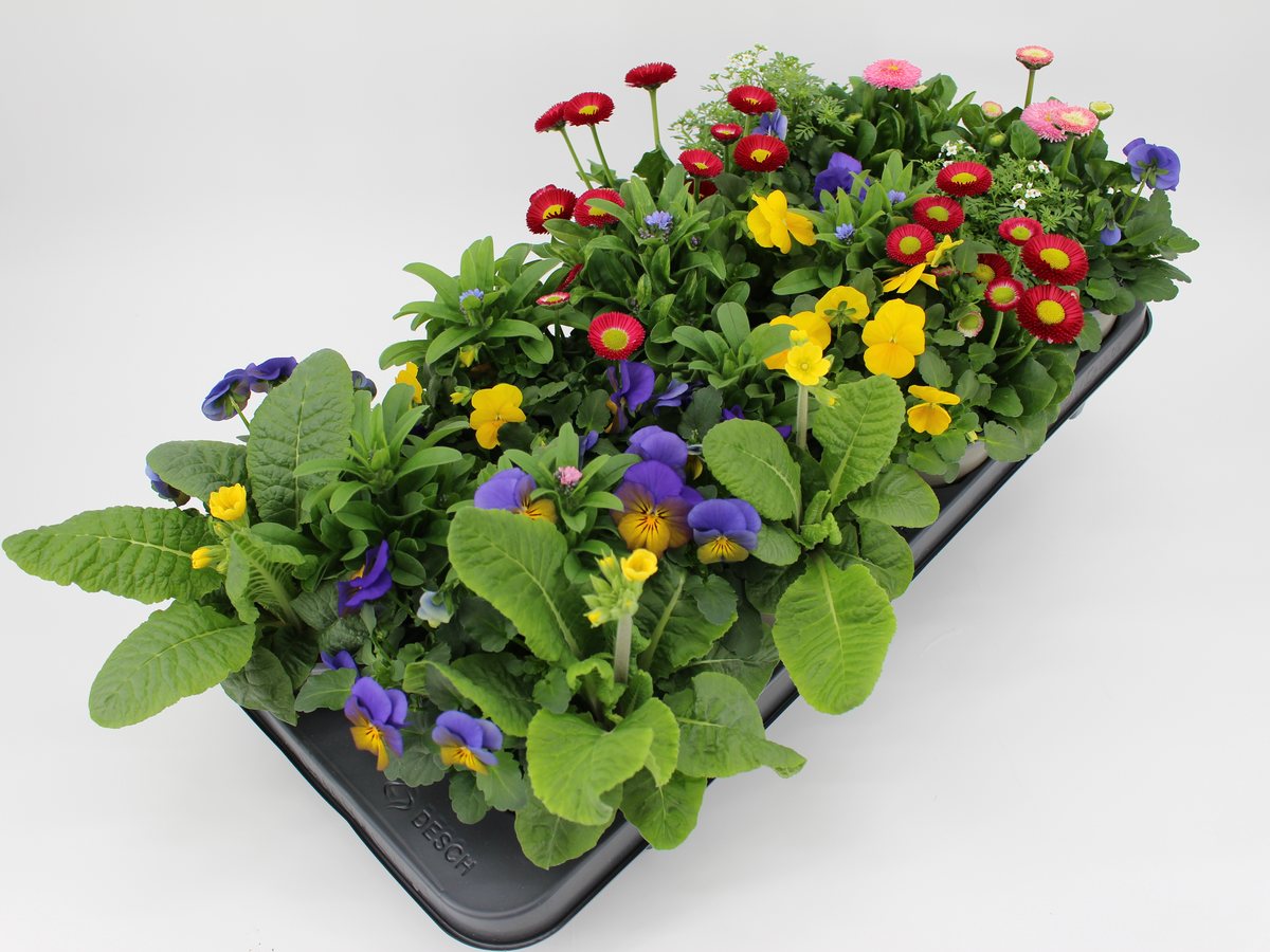 Tray mit Frühlingsblühern in Rot, Gelb und Blau