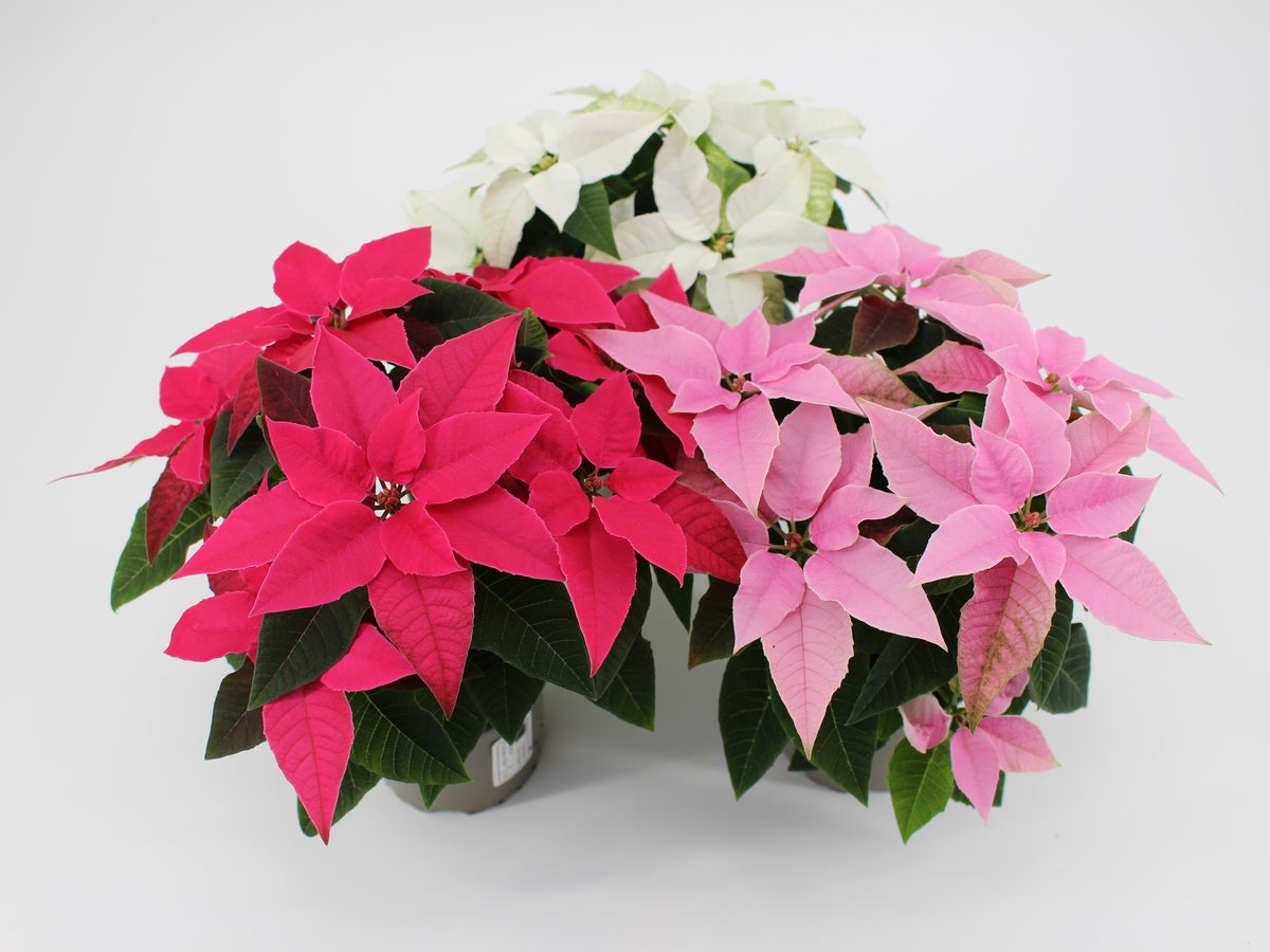 Euphorbia Princettia im T10,5