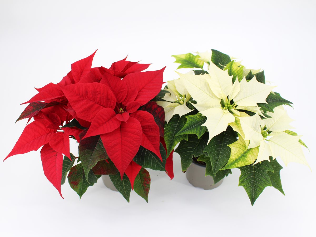 Weihnachtssterne rot und weiß, Sorten Feelings Red und Alaska