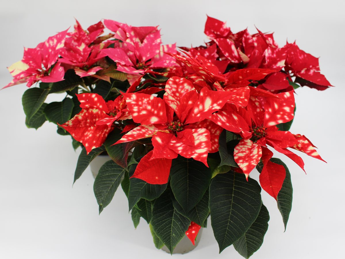Weihnachtssterne der Sky Familie in Orange und Pink im T13