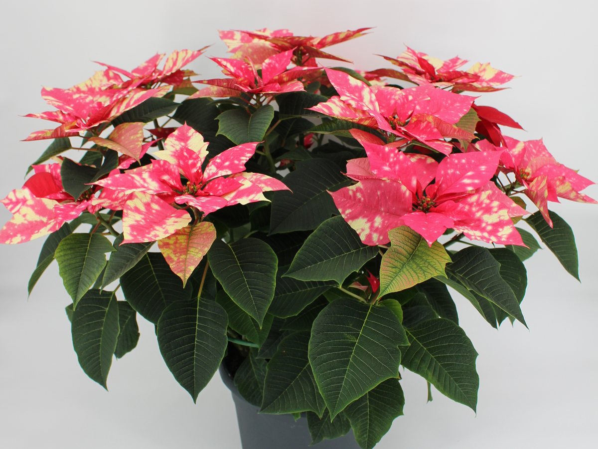 Weihnachtsstern Sky Pink im T26